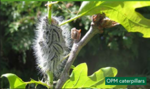 Oak Processionary Moth